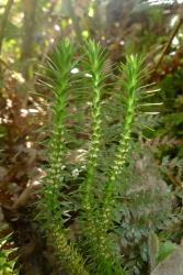 Huperzia australiana. Mature plant showing sporophylls not aggregated into strobili, bearing solitary sporangia on the adaxial surface. Image: L.R. Perrie © Te Papa CC BY-NC 4.0